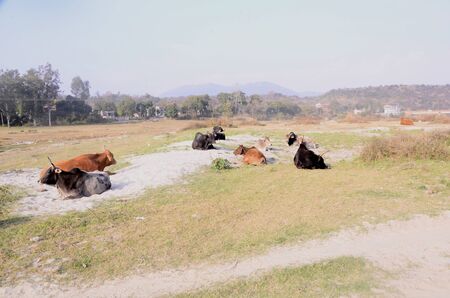 Picture Taken Beside the Shoreline of River Beas Nadaun Hiamchal Pradesh Indiaの写真素材