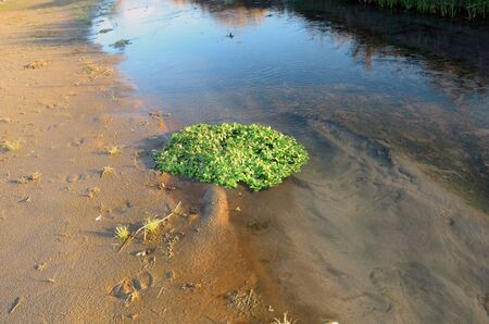 Group of Leafs on Shoreline of River Beasの写真素材