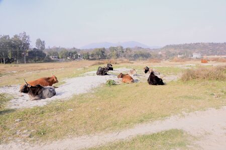Picture Taken Beside the Shoreline of River Beas Nadaun Hiamchal Pradesh Indiaの写真素材