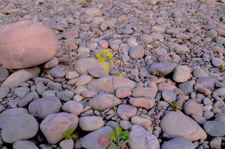 Picture Taken Beside the Shoreline of River Beas Nadaun Hiamchal Pradesh Indiaの写真素材