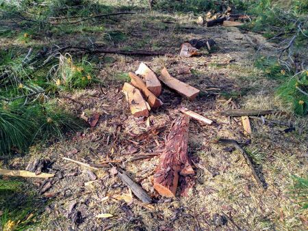 Pieces of Pine Wood Tree in Jungle Himachal Pradesh Indiaの写真素材