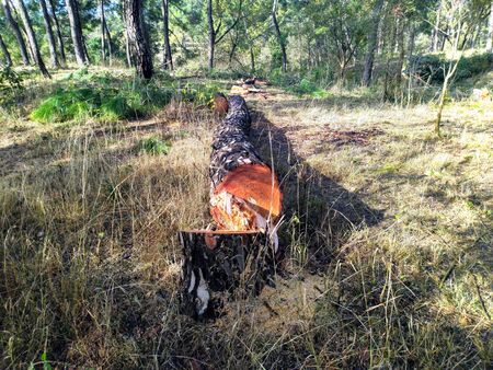 Pine Tree Cutting Process in Jungle Himachal Pradesh Indiaの写真素材