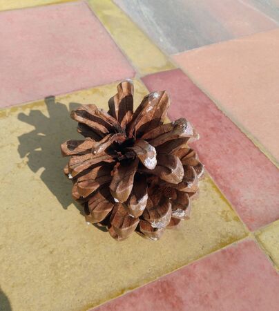 Pine Tree Fruit on Ground in Home Indiaの写真素材
