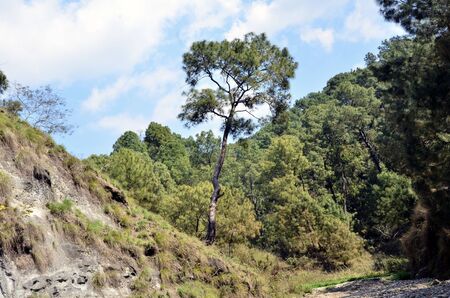 Pine Tree in Shoreline of Amb River Himachal Pradesh Indiaの写真素材