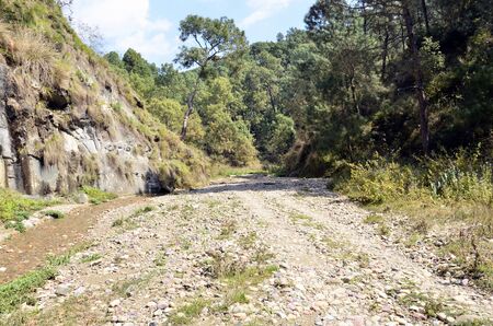 Pine Trees in Shoreline of Amb River Himachal Pradesh India 1の写真素材