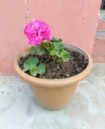 Pink Flower with Green Leaf Himachal Pradesh Indiaの写真素材