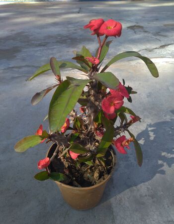 Pink Flowers in Pot With Leafs Nadaun Himachal Pradesh India 1の写真素材