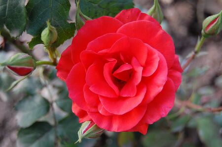Red Rose in Garden of Sri Nagar Indiaの写真素材