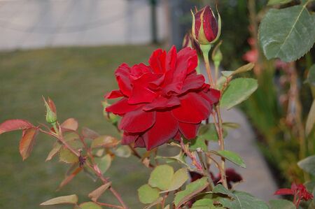 Red Rose in Garden of Sri Nagar India 1の写真素材