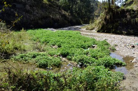 Pound in Amb River Himachal Pradesh India Background View 2の写真素材