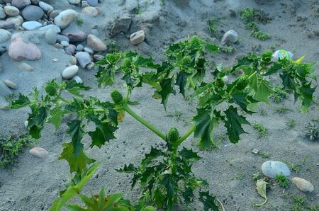 Single Plant on Sand Nadaun Hamirpur India 2の写真素材