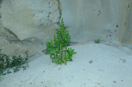 Single Plant on Sand Nadaun Hamirpur India 6の写真素材