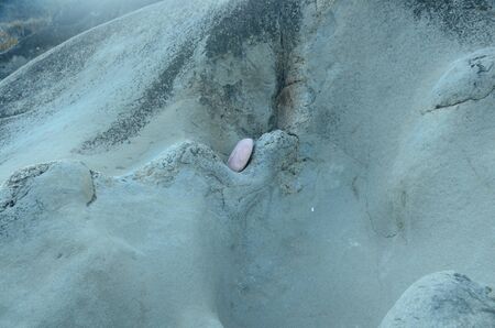 Single Plant on Sand Nadaun Hamirpur India 7の写真素材