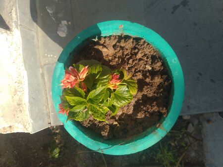 Small Beautiful Flower in Pot Nadaun Himachal Pradesh India Top Viewの写真素材