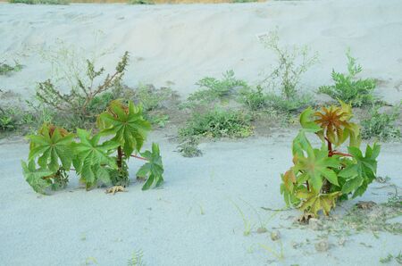 Two Plants on Sand Nadaun Hamirpur India 3の写真素材