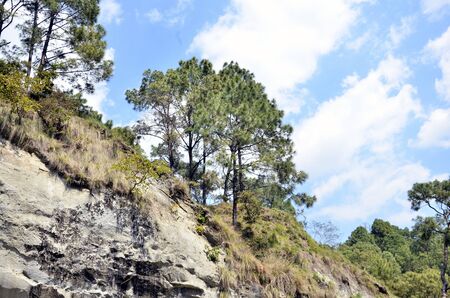 Twp Pine Trees in Shoreline of Amb River Himachal Pradesh Indiaの写真素材