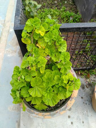 Decoration Flower in Pot Nadaun, Himachal Pradesh, Indiaの写真素材