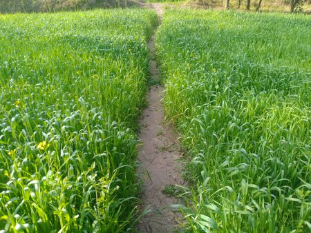 Human Path in Crop Field Nadaun Hamirpur Himachal Pradesh Indiaの写真素材