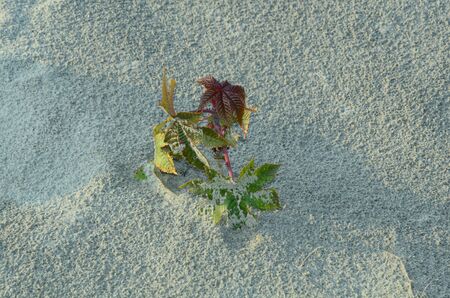 Single Plant on Sand Nadaun Hamirpur India 5の写真素材