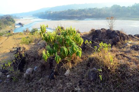 Single Tree Beside the Shoreline of River Beas 10の写真素材