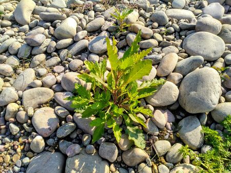 Small Plant Growing Up in Stones Indiaの写真素材