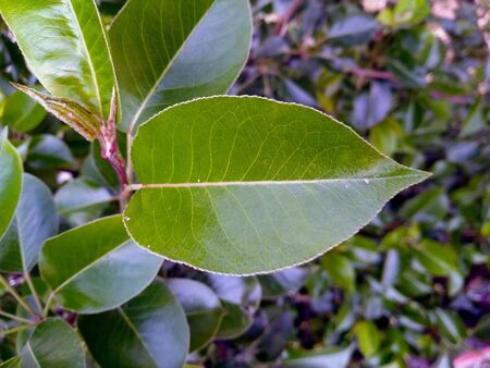 Green Leaf New Born Village Himachal Pradesh Indiaの写真素材