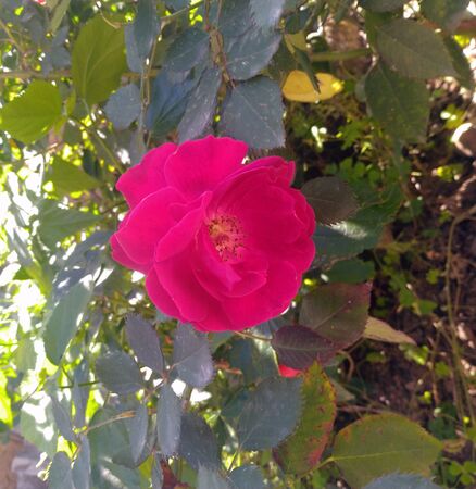 Rose Flower Green Leafs Himachal Pradesh India 4の写真素材