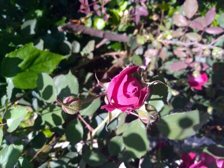 Rose Flower Green Leafs Himachal Pradesh India 7の写真素材