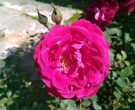 Rose Flower Green Leafs Himachal Pradesh Indiaの写真素材