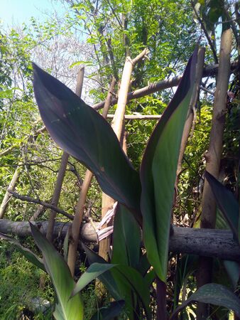Two Green Leafs Himachal Pradesh Indiaの写真素材