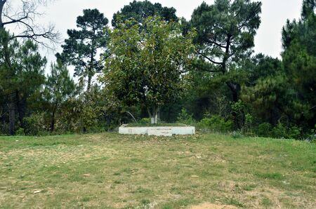 Ficus Regigiosa Tree in Forest of Himachal Pradesh Indiaの写真素材