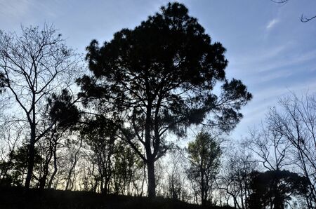 Single Pine Tree in Forest of Himachal Pradesh India 13の写真素材