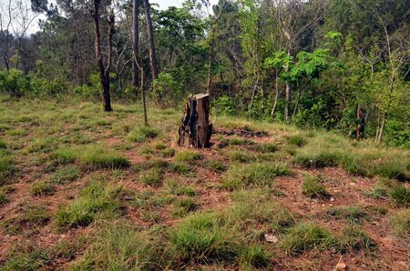 Old Black Root of Pine Tree  in Forest of Himachal Pradesh India 44の写真素材