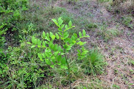 Small Plant in Forest of Himachal Pradesh India 30の写真素材