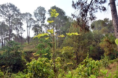 Small Plant of Leafs  in Forest of Himachal Pradesh India 45の写真素材