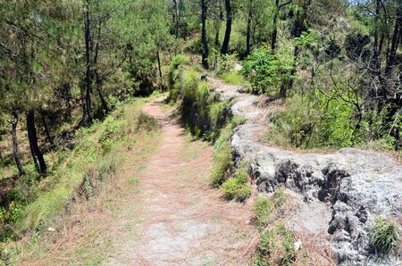 Human Pathway in Forest of Kangoo Town HImachal Pradesh Indiaの写真素材