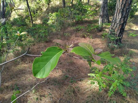 Leafs with Branch of Tree in  Malag Village Forest at Himachal Pradesh India 1の写真素材