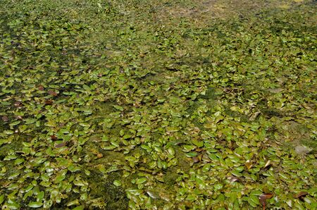 Landscape View of Pond in  Malag Village Forest at Himachal Pradesh India 101の写真素材