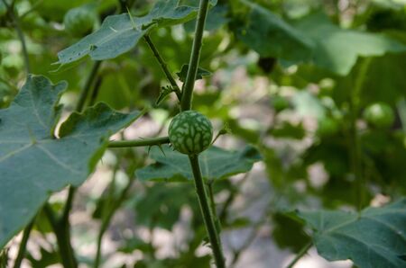 Small Plant with Fruits in Forest Himachal Pradesh India No. 102の写真素材