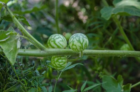Small Plant with Fruits in Forest Himachal Pradesh India No. 105の写真素材