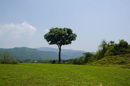 Single Mango Tree with Blue Sky HImachal Pradesh India 2の写真素材