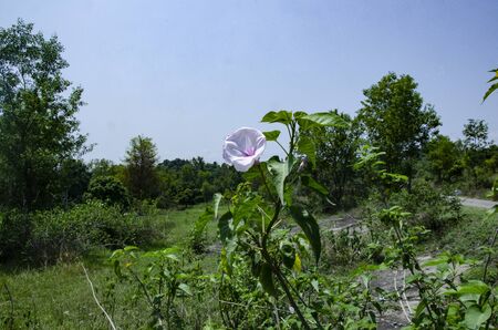 Single White Flower with Blue Sky HImachal Pradesh Indiaの写真素材