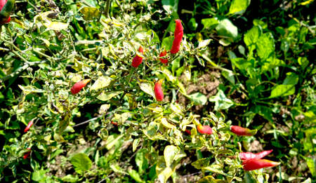 This image is recorded in Hamirpur Himchal Pradesh Indiaの写真素材