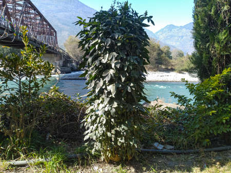 This Photo is recorded in Manali Himchal Pradesh Indiaの写真素材