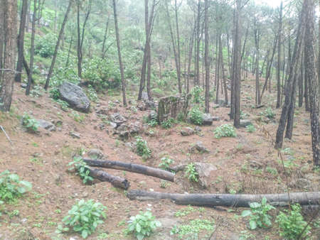 View of a Forest in Dharamshala HImachal Pradesh Indiaの写真素材