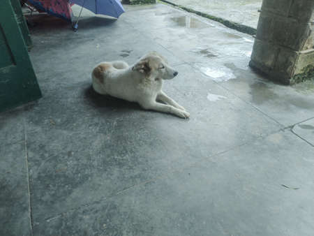 Sweet Dog Setting on Coridoor Dharamshala City Himachal Pradesh Indiaの写真素材