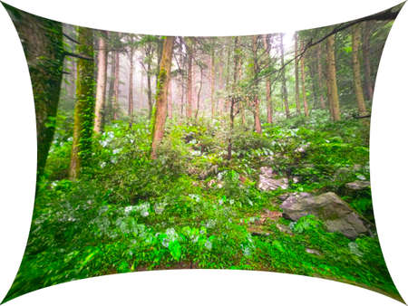 Beautiful plants in forest in HImachal Pradesh Indiaの写真素材