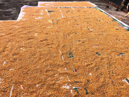 Corn Seeds on the Roof of Himachal Pradesh Indiaの写真素材