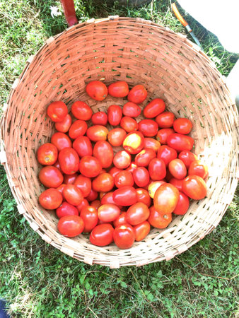 Fresh organic vegetables in wicker basket in the garden Hamirpur Indiaの写真素材