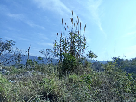 Group of Grass Touching the sky in Himachal Pradesh Indiaの写真素材